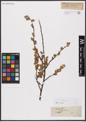 Foto von Salix aurita L.